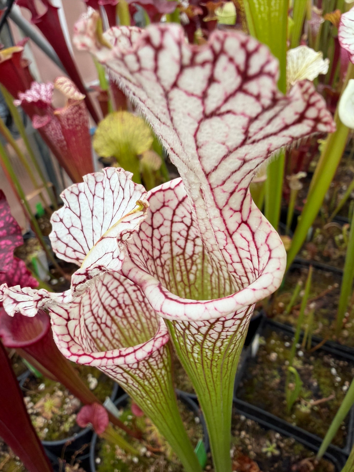 Sarracenia leucophylla Santa Rosa Pink Veins (Shipped Bare-Root)