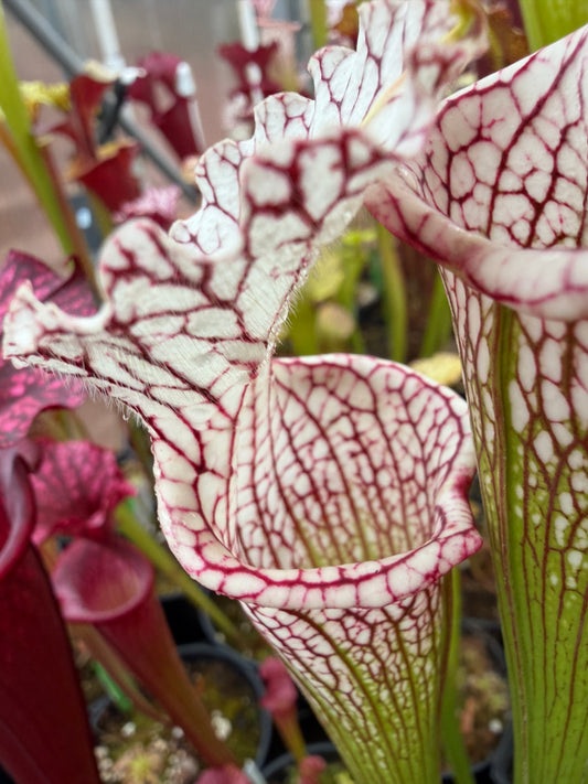 Sarracenia leucophylla Santa Rosa Pink Veins (Shipped Bare-Root)