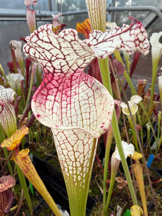 Sarracenia leucophylla SOP 06 Red Throat (Shipped Bare-Root)