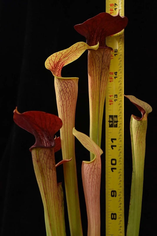 Sarracenia leucophylla Splinter Hill DW Clone (Shipped Bare-Root)