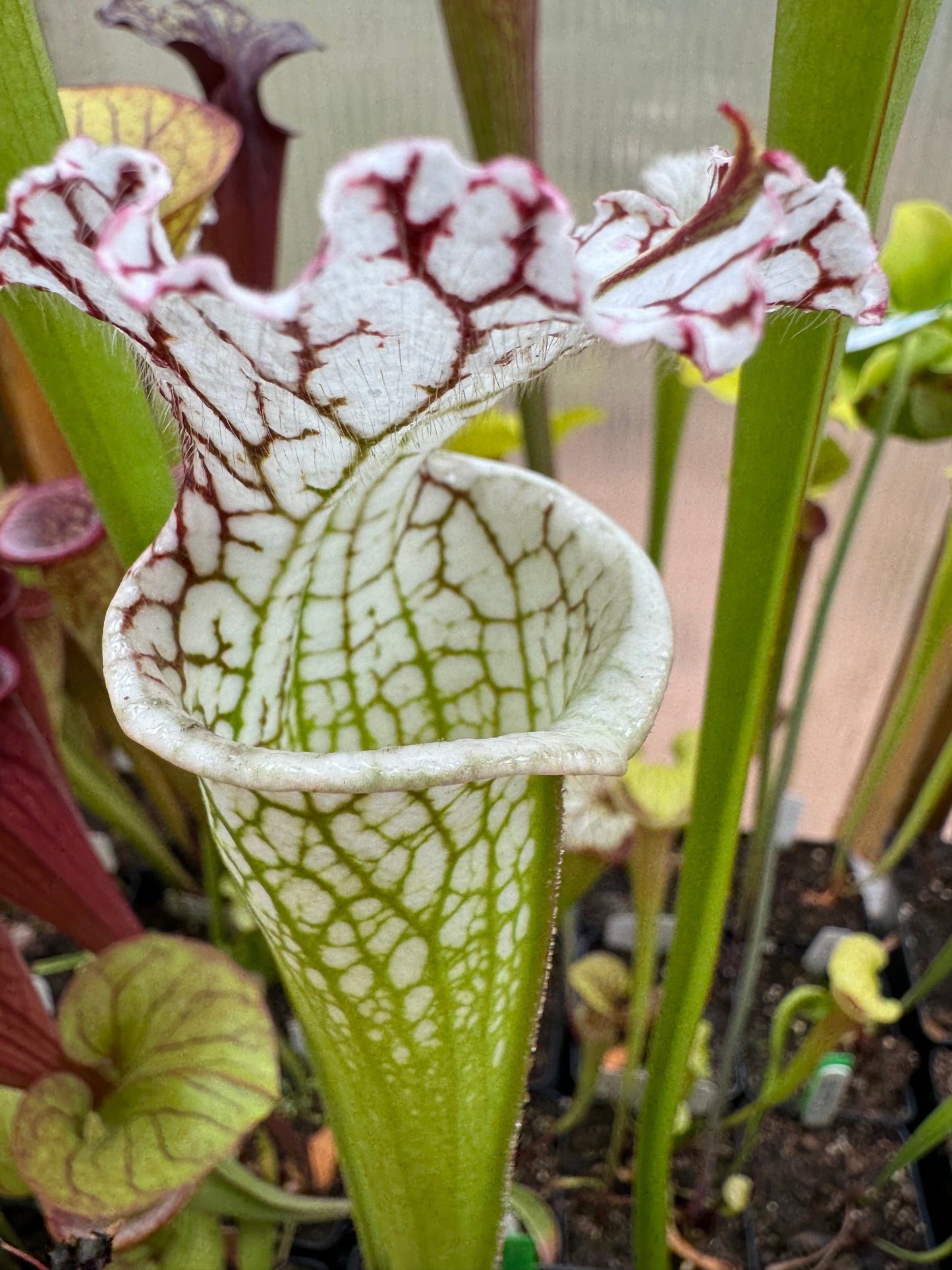 Sarracenia leucophylla Trey's White Top (Shipped Bare-Root)