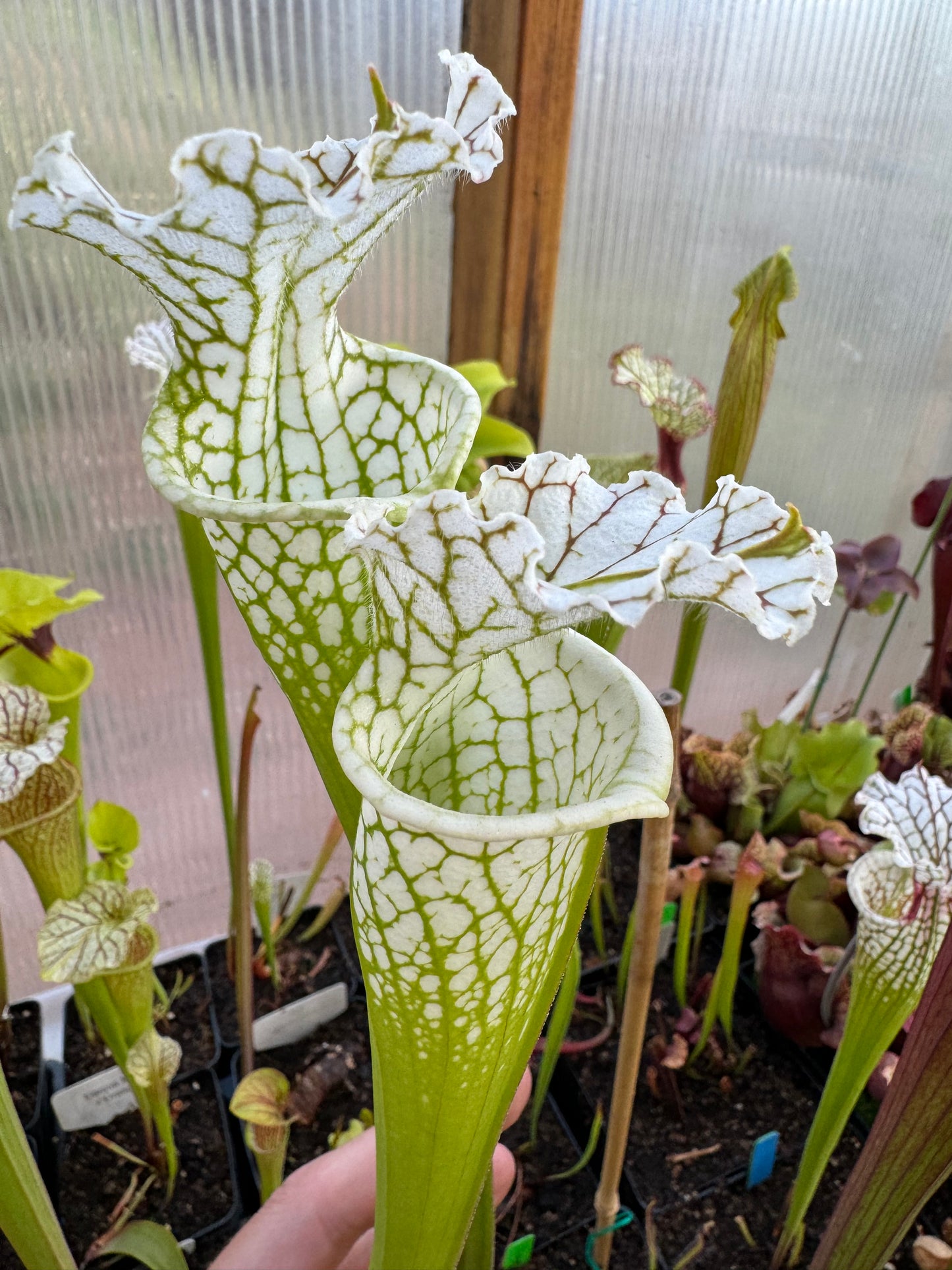 Sarracenia leucophylla Trey's White Top (Shipped Bare-Root)