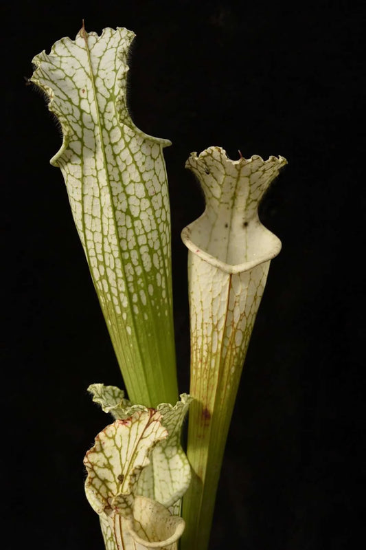 Sarracenia leucophylla var. alba 'original yellow' Washington Co, AL MW (Shipped Bare-Root)