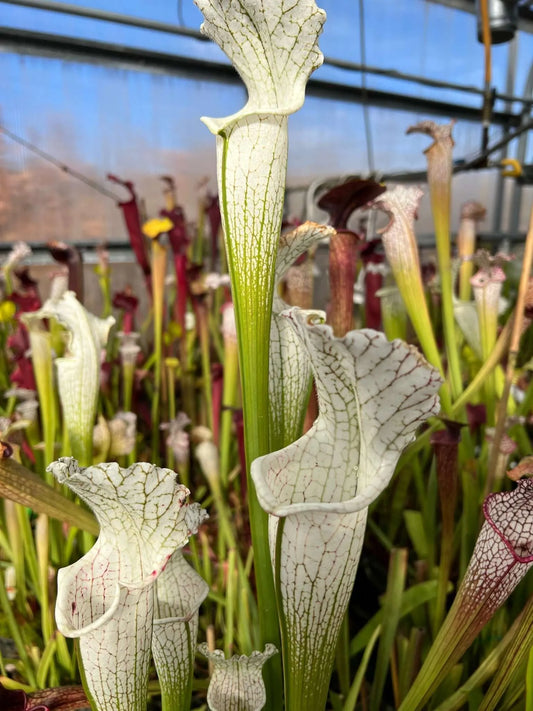 Sarracenia leucophylla var. alba 'thick neck' Washington Co, AL MW (Shipped Bare-Root)