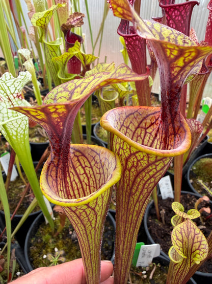 Sarracenia oreophila Ornata Dekalb Co Colorado Sales Only (Shipped Bare-Root)