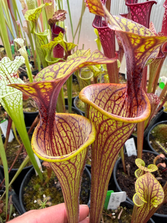 Sarracenia oreophila Ornata Dekalb Co Colorado Sales Only (Shipped Bare-Root)