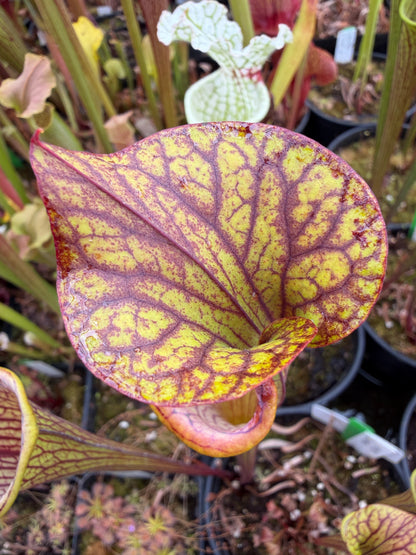Sarracenia oreophila Ornata Dekalb Co Colorado Sales Only (Shipped Bare-Root)