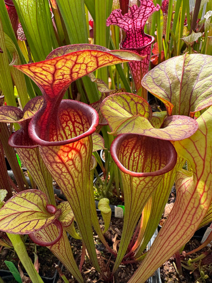 Sarracenia oreophila Purple Monster Trey H. Colorado Sales Only (Shipped Bare-Root)