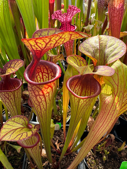Sarracenia oreophila Purple Monster Trey H. Colorado Sales Only (Shipped Bare-Root)