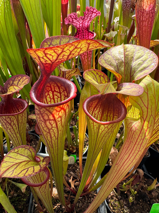 Sarracenia oreophila Purple Monster Trey H. Colorado Sales Only (Shipped Bare-Root)