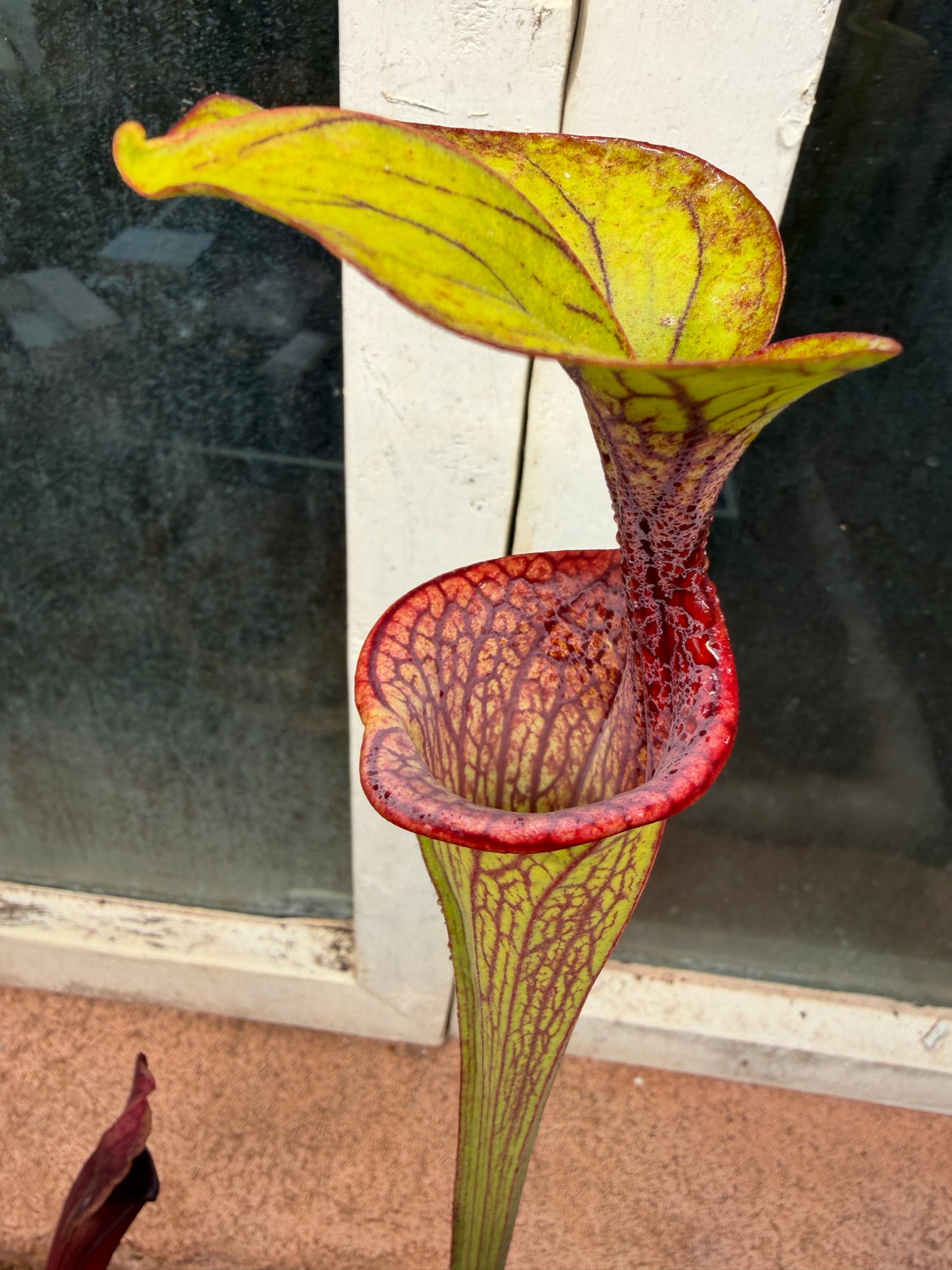Sarracenia oreophila Sand Mt #4 CC Colorado Sales Only (Shipped Bare-Root)