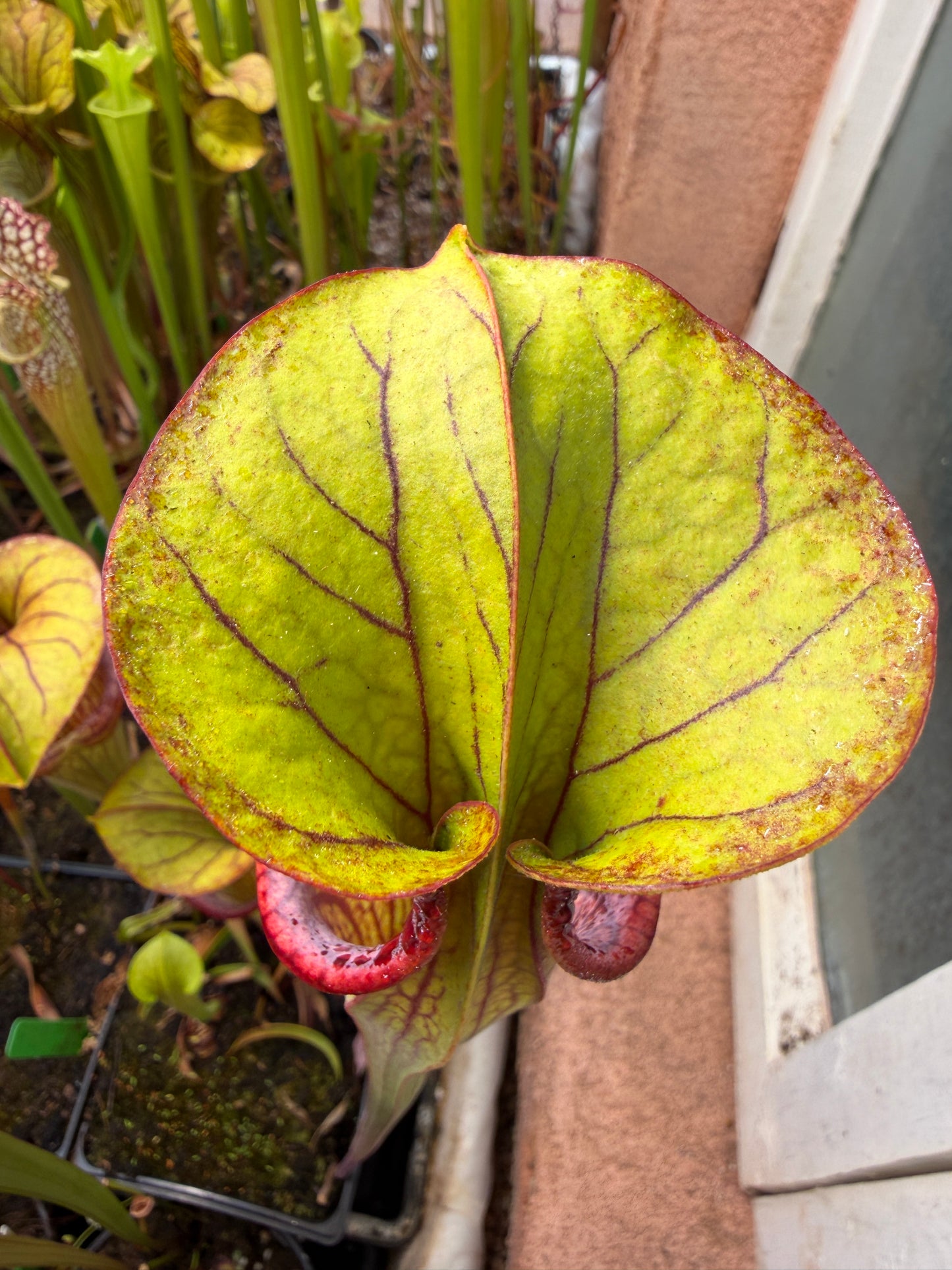 Sarracenia oreophila Sand Mt #4 CC Colorado Sales Only (Shipped Bare-Root)