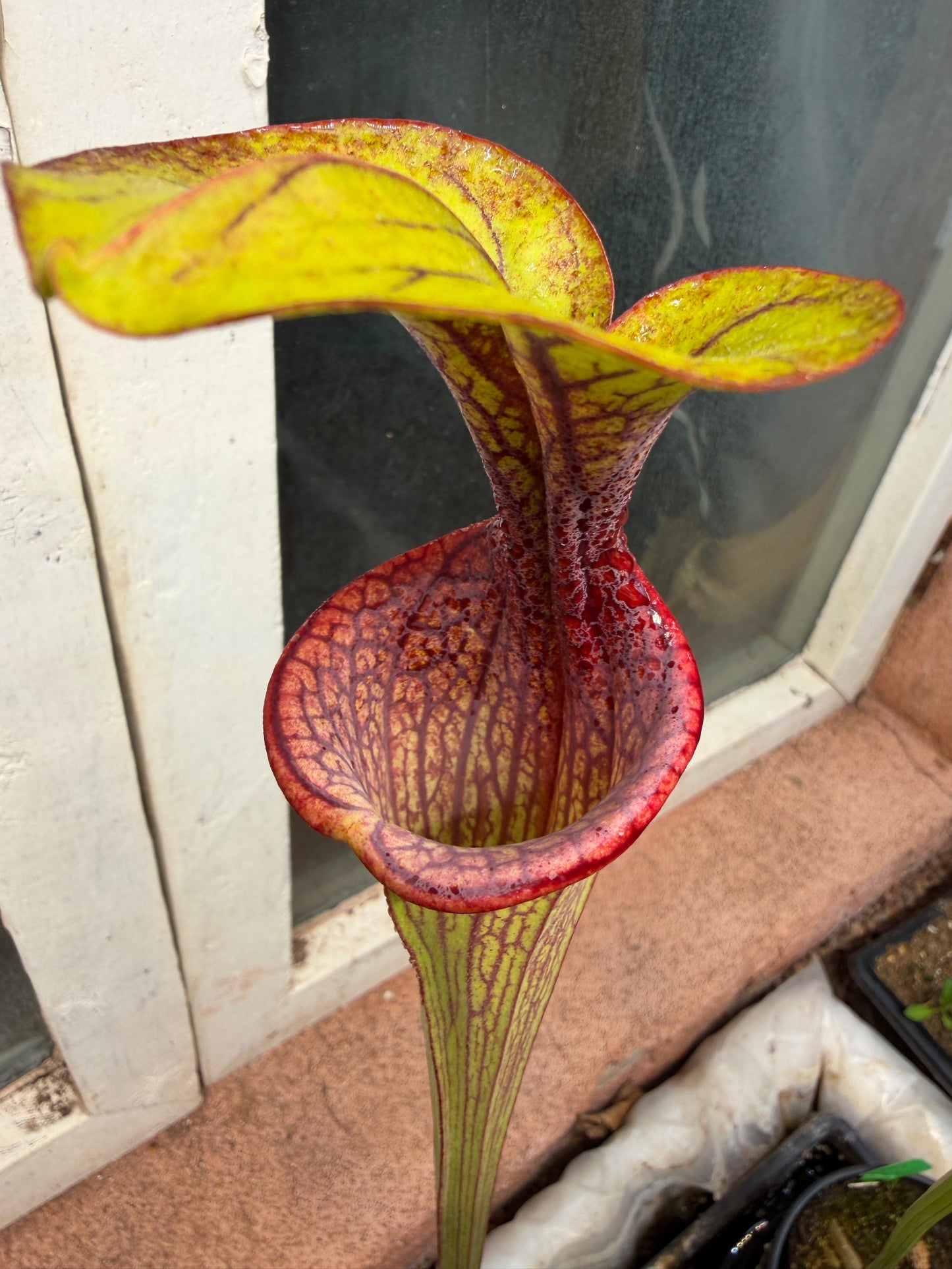 Sarracenia oreophila Sand Mt #4 CC Colorado Sales Only (Shipped Bare-Root)