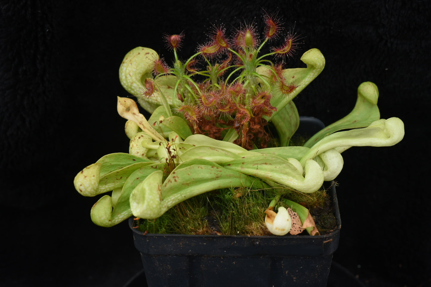 Sarracenia psittacina AF (Shipped Bare-Root)