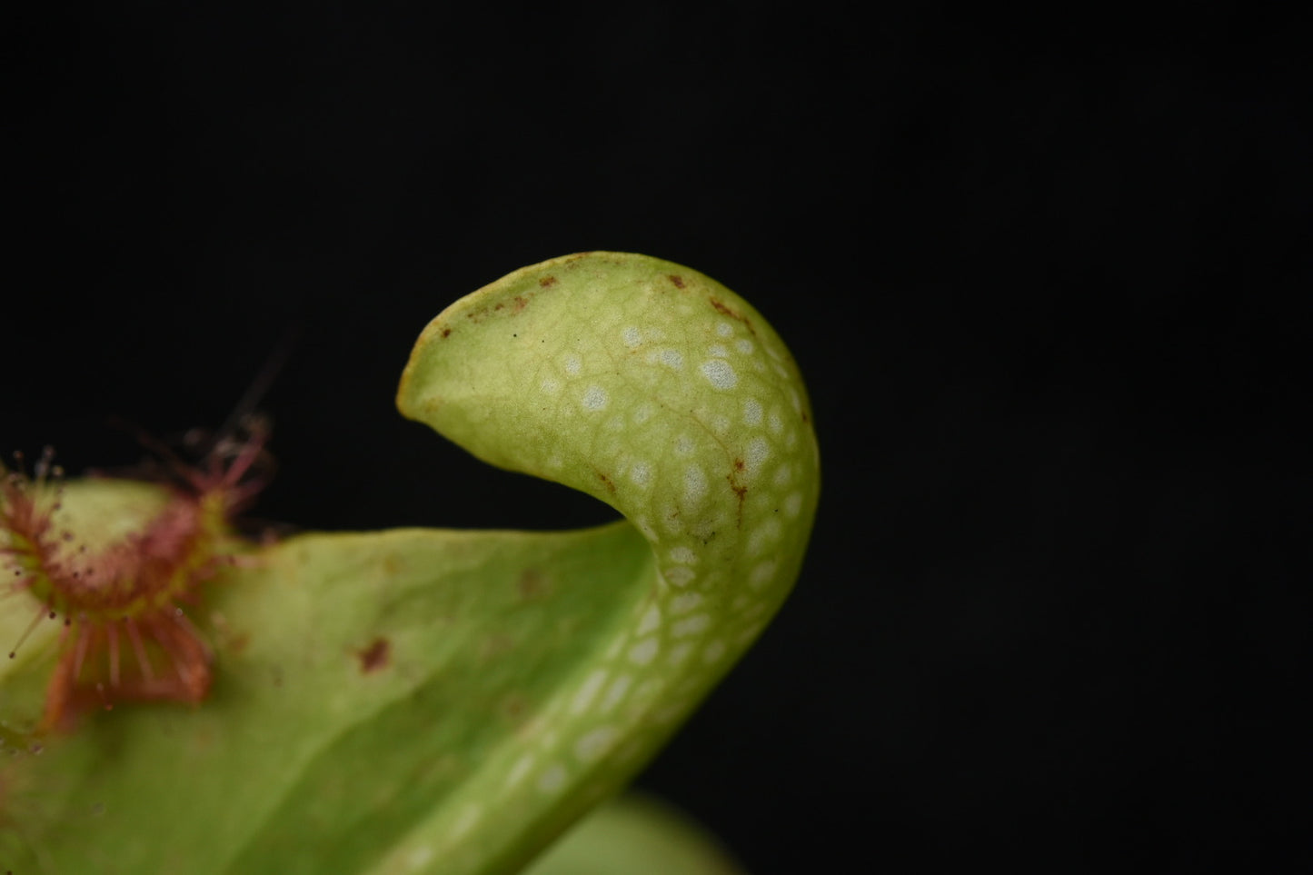 Sarracenia psittacina AF (Shipped Bare-Root)