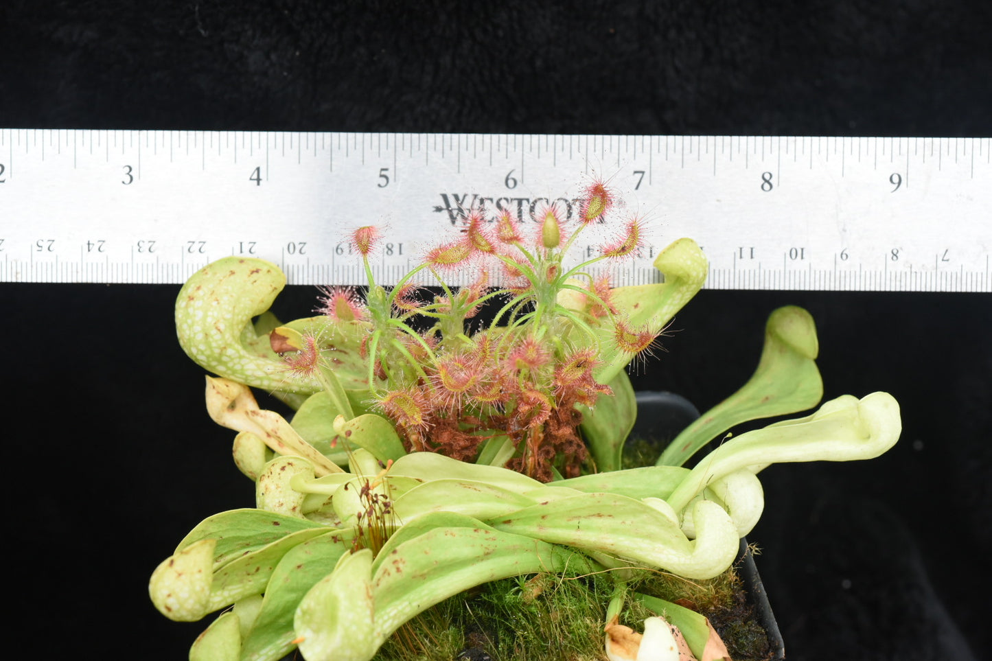 Sarracenia psittacina AF (Shipped Bare-Root)