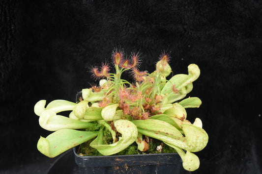 Sarracenia psittacina AF (Shipped Bare-Root)