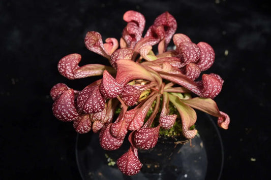 Sarracenia psittacina Dan Winter Clone (Shipped Bare-Root)