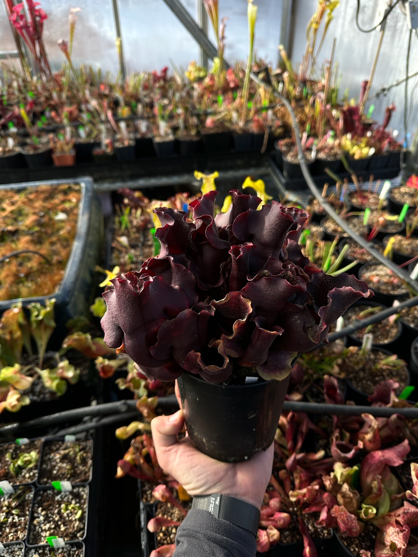 Sarracenia purpurea Louis Burke Betz (Shipped Bare-Root)