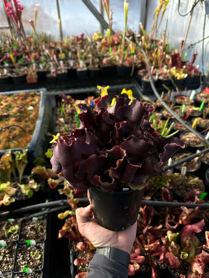 Sarracenia purpurea Louis Burke Betz (Shipped Bare-Root)