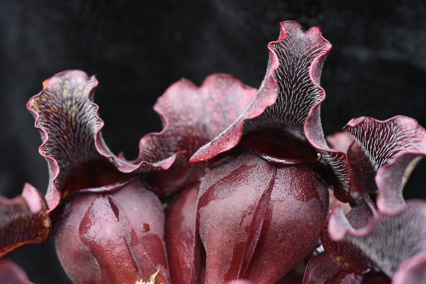 Sarracenia purpurea Louis Burke Betz (Shipped Bare-Root)