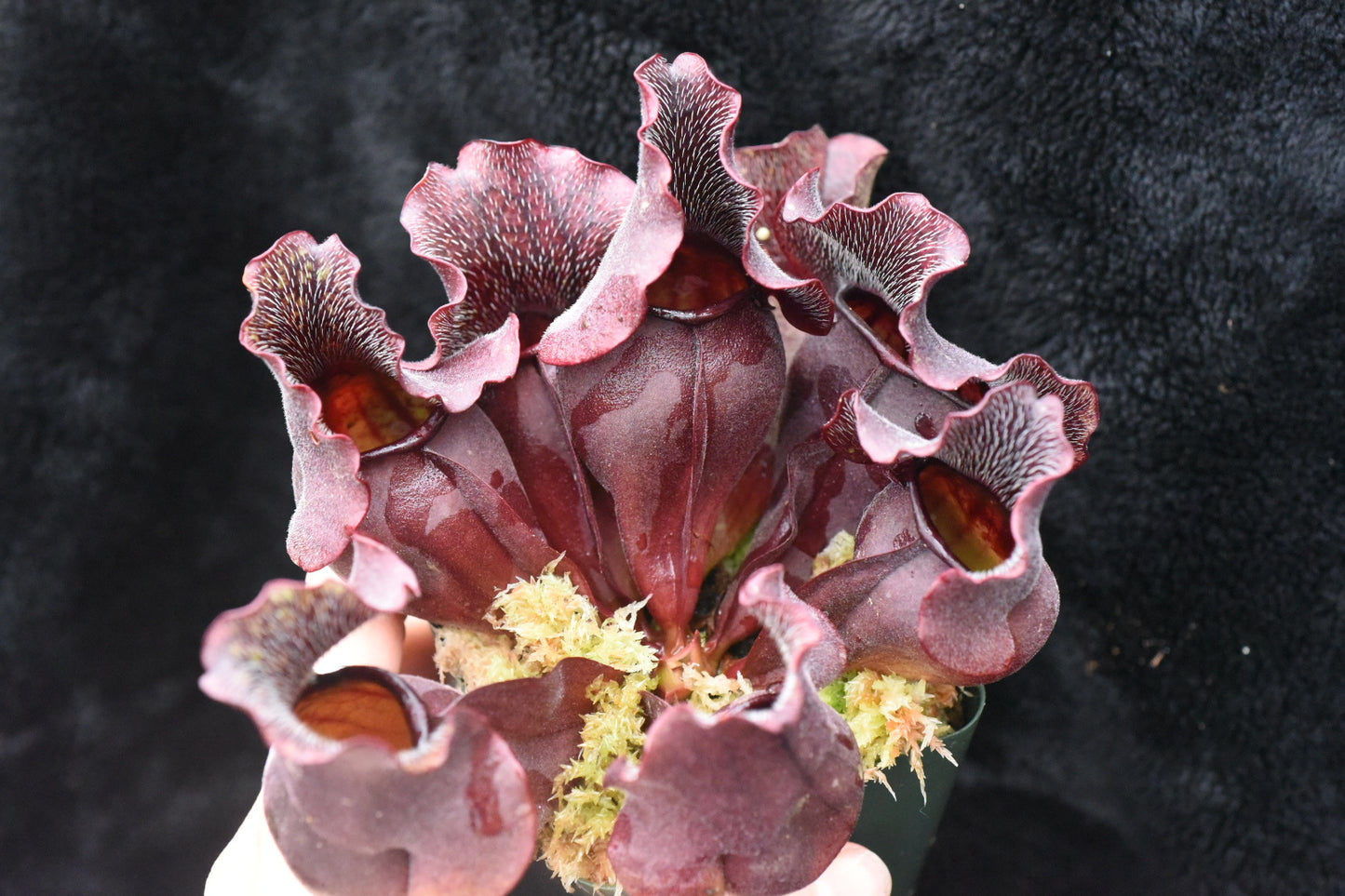 Sarracenia purpurea Louis Burke Betz (Shipped Bare-Root)