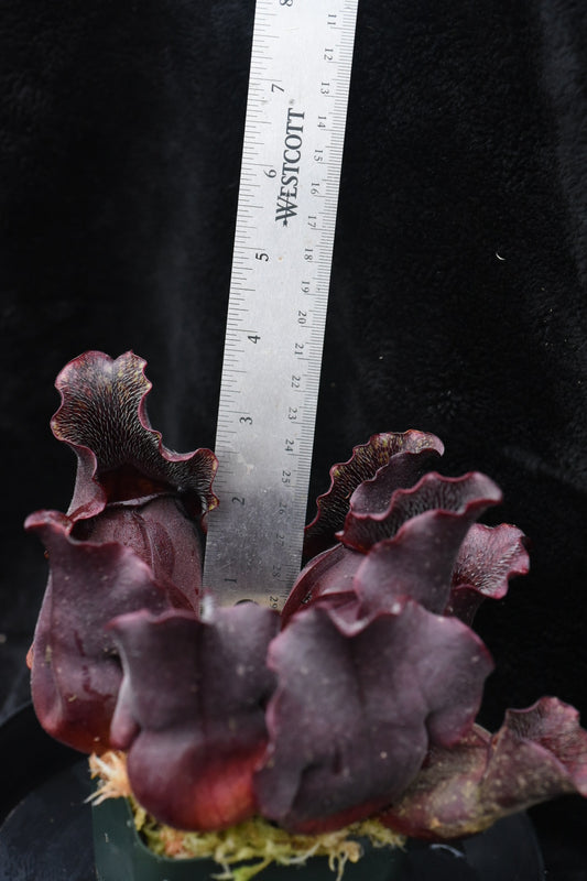 Sarracenia purpurea Louis Burke Betz (Shipped Bare-Root)