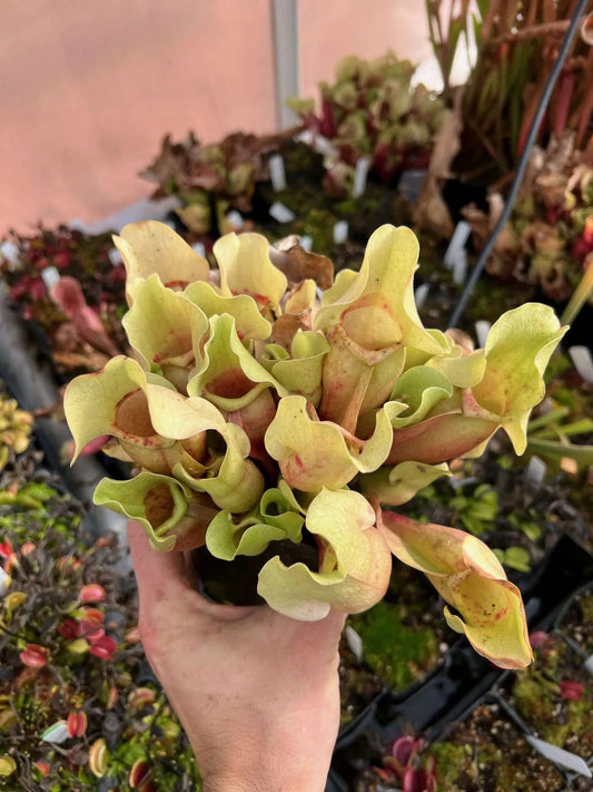 Sarracenia purpurea sp. purpurea "Veinless" from Grev Countv, Ontario, Canada JHP6 (Shipped Bare-Root)