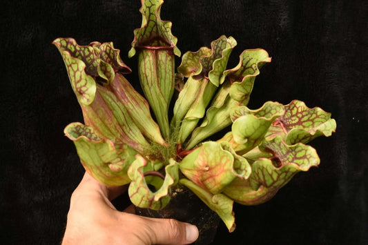 Sarracenia purpurea ssp. purpurea OP DJ JHP5 (Shipped Bare-Root)