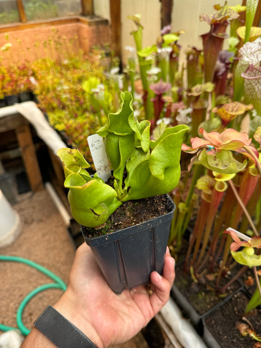Sarracenia purpurea ssp. venosa Antho-free F2 RC (Shipped Bare-Root)