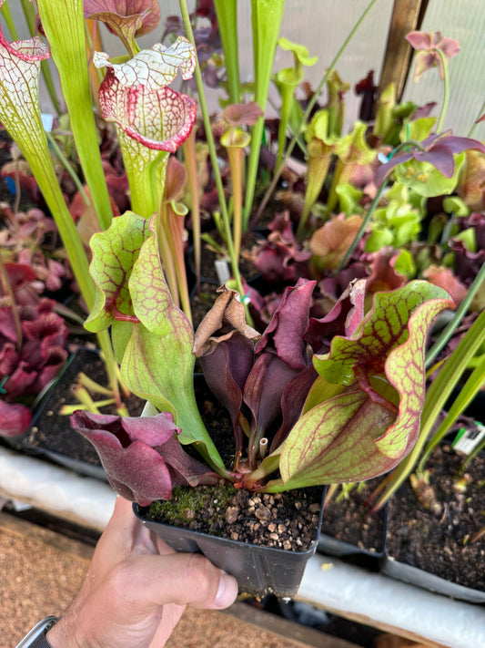 Sarracenia purpurea ssp. venosa Big Moma x purpurea ssp. venosa Antho-free (Shipped Bare-Root)