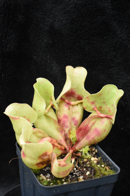 Sarracenia purpurea ssp. venosa Burkii Veinless JHP6 (Shipped Bare-Root)
