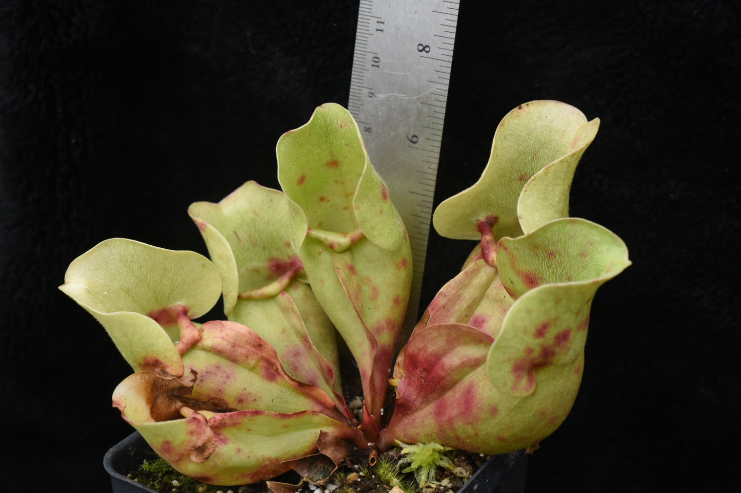 Sarracenia purpurea ssp. venosa Burkii Veinless JHP6 (Shipped Bare-Root)