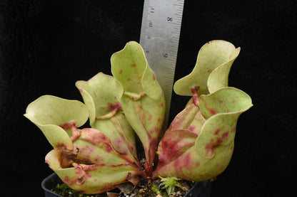 Sarracenia purpurea ssp. venosa Burkii Veinless JHP6 (Shipped Bare-Root)