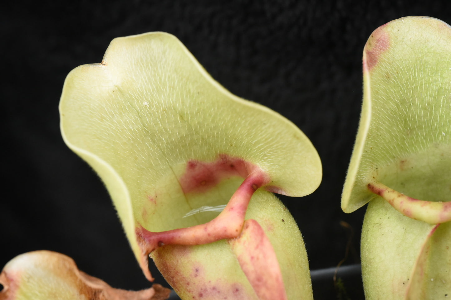 Sarracenia purpurea ssp. venosa Burkii Veinless JHP6 (Shipped Bare-Root)