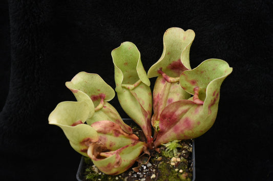 Sarracenia purpurea ssp. venosa Burkii Veinless JHP6 (Shipped Bare-Root)