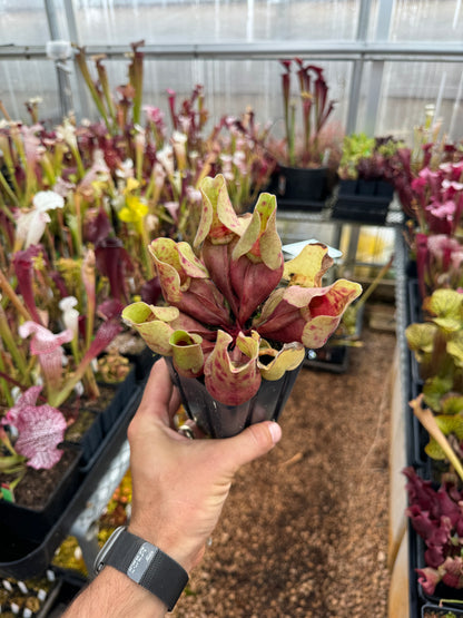 Sarracenia purpurea ssp. venosa Burkii Veinless JHP7 (Shipped Bare-Root)