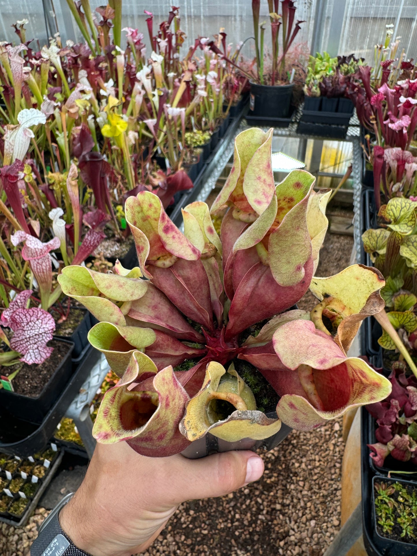 Sarracenia purpurea ssp. venosa Burkii Veinless JHP7 (Shipped Bare-Root)