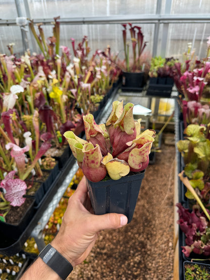 Sarracenia purpurea ssp. venosa Burkii Veinless JHP7 (Shipped Bare-Root)