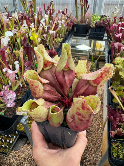 Sarracenia purpurea ssp. venosa Burkii Veinless JHP7 (Shipped Bare-Root)