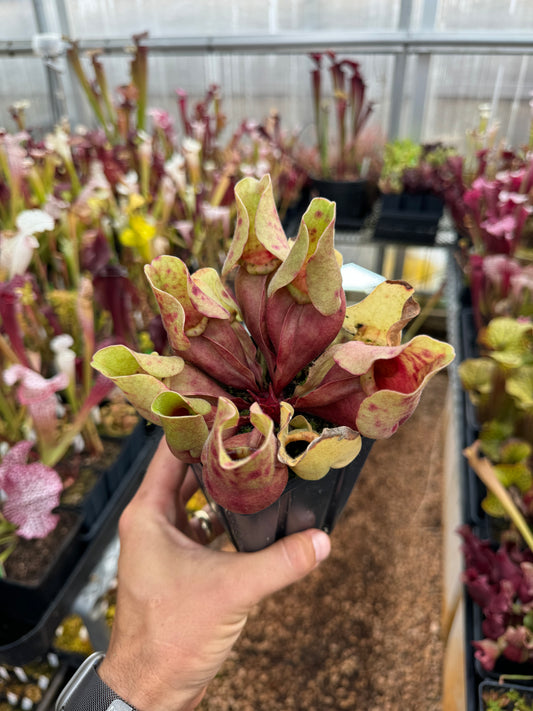Sarracenia purpurea ssp. venosa Burkii Veinless JHP7 (Shipped Bare-Root)