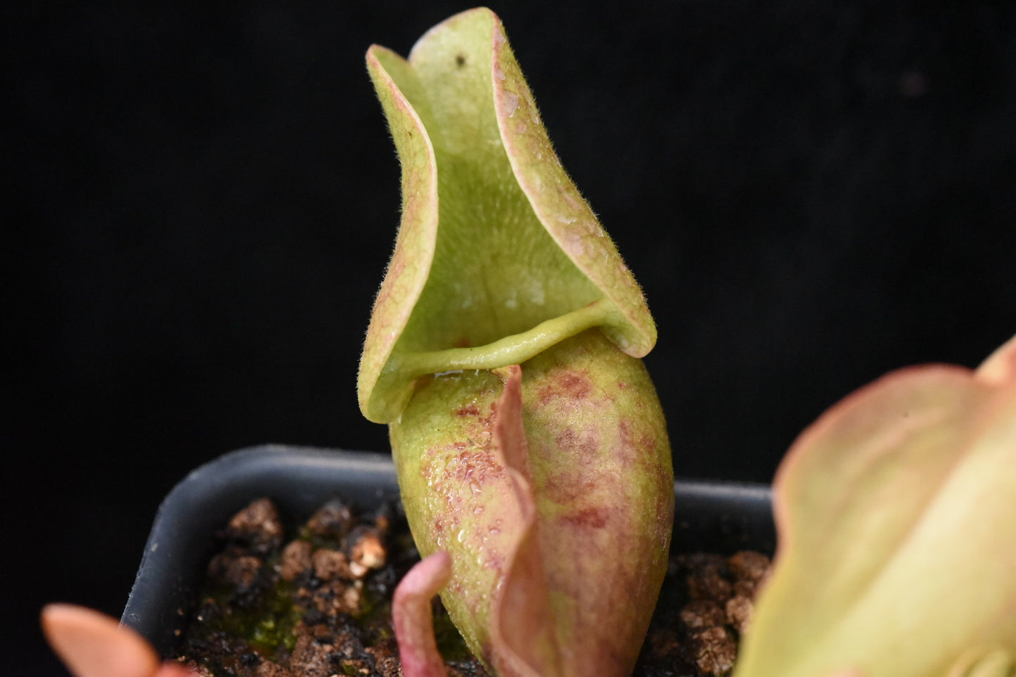 Sarracenia purpurea ssp. venosa Burkii Veinless JHP8 (Shipped Bare-Root)