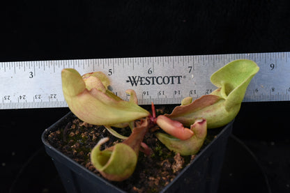 Sarracenia purpurea ssp. venosa Burkii Veinless JHP8 (Shipped Bare-Root)