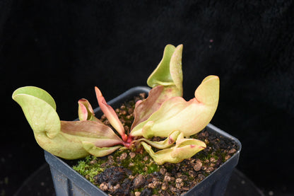 Sarracenia purpurea ssp. venosa Burkii Veinless JHP8 (Shipped Bare-Root)