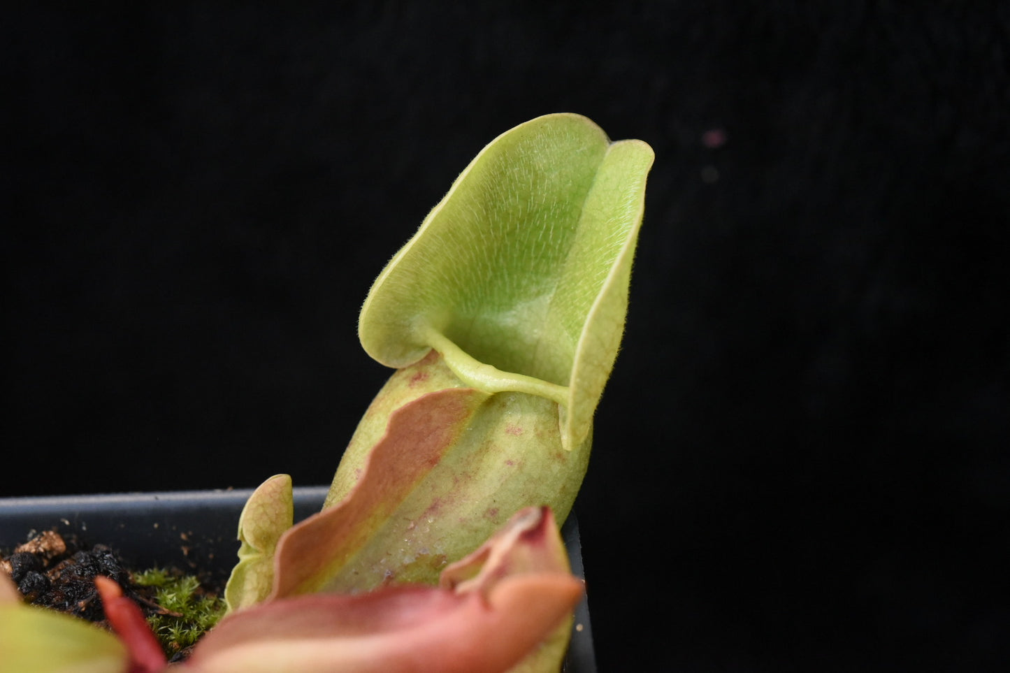 Sarracenia purpurea ssp. venosa Burkii Veinless JHP8 (Shipped Bare-Root)