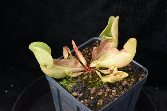Sarracenia purpurea ssp. venosa Burkii Veinless JHP8 (Shipped Bare-Root)
