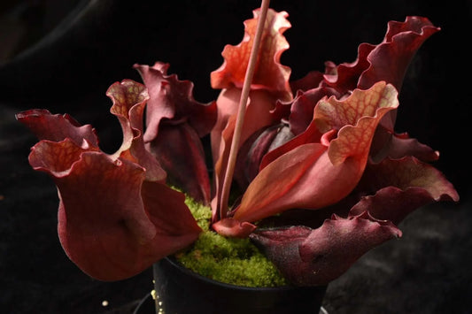 Sarracenia purpurea ssp. venosa DW (Shipped Bare-Root)
