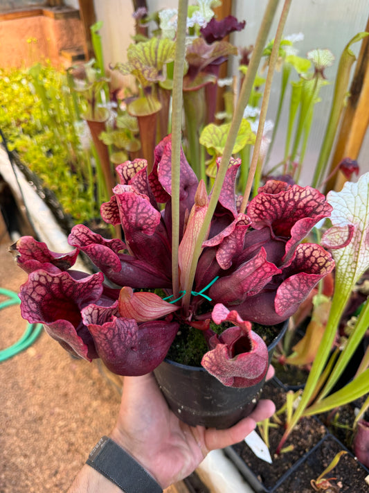 Sarracenia purpurea ssp. venosa Kirk S. (Shipped Bare-Root)