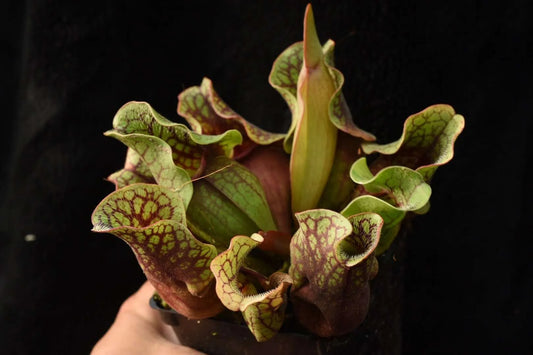 Sarracenia purpurea ssp. venosa var. chipola #1 (Shipped Bare-Root)
