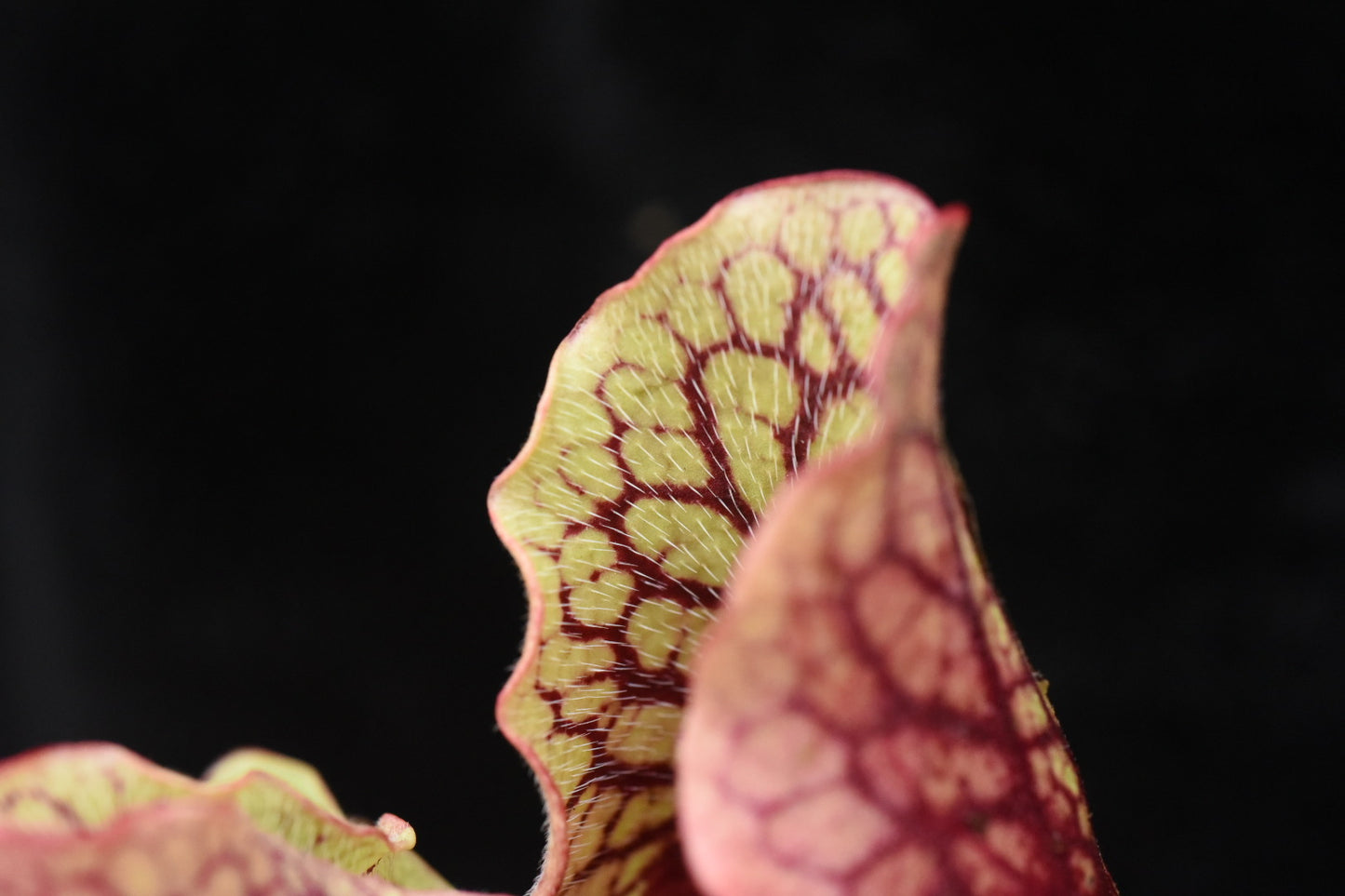 Sarracenia purpurea ssp. venosa var. Chipola #2 (Shipped Bare-Root)